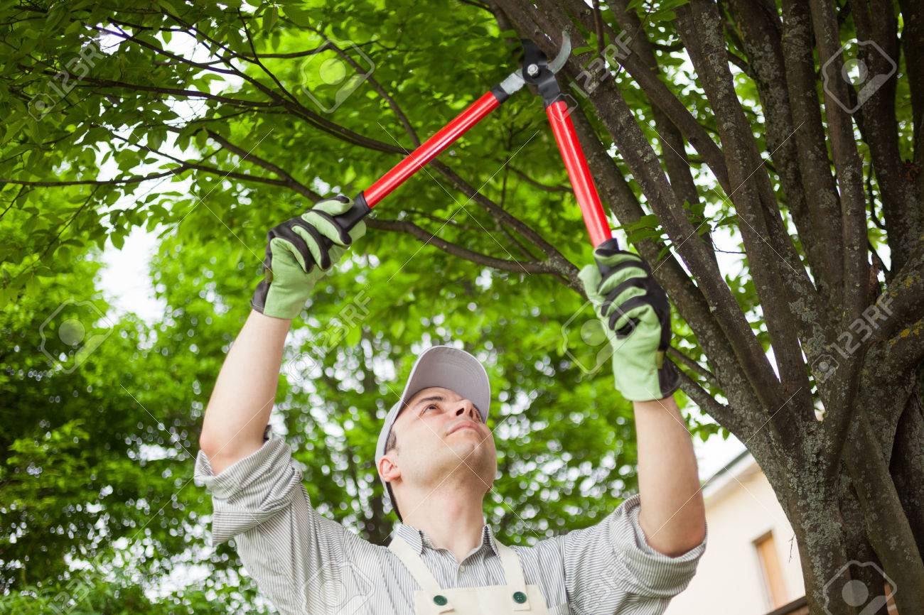 <Home Services For You Trusted Professionals are actively engaged in tree pruning or trimming, using a pair of long-handled loppers, a tool used to cut branches up to a certain thickness.  This is an essential part of tree care and maintenance. Pruning is done to remove overgrown, weak, or hazardous branches and to shape the tree for health and aesthetics. Proper safety equipment, such as the gloves and cap is worn which is important to protect against falling debris and cuts.>